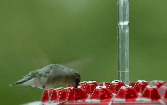 Velvaro Ant-Proof Hummingbird Feeder