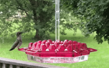 Velvaro Ant-Proof Hummingbird Feeder