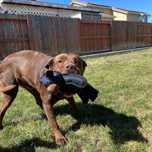 Velvaro Indestructible Bear Dog Toy