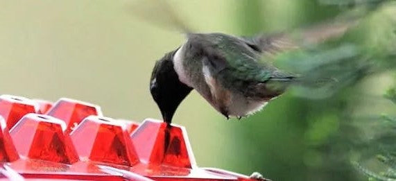 Velvaro Ant-Proof Hummingbird Feeder