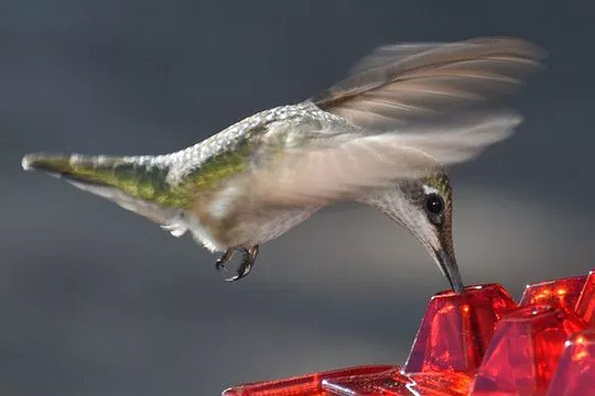 Velvaro Ant-Proof Hummingbird Feeder