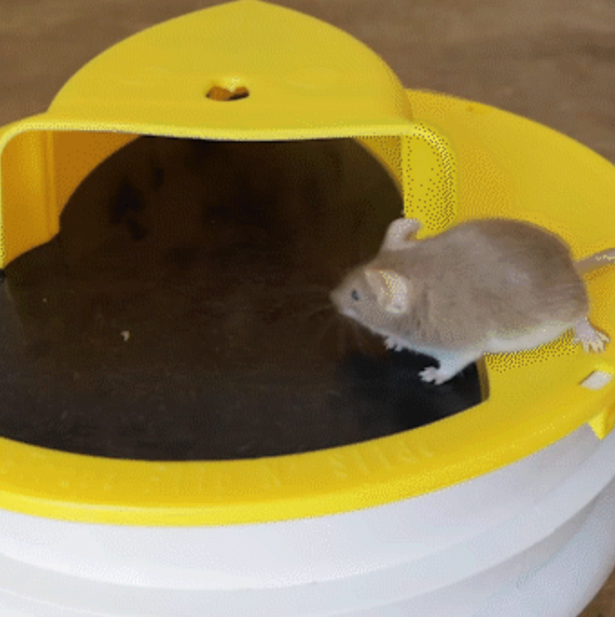 Velvaro Premium Bucket Lid Mouse Trap