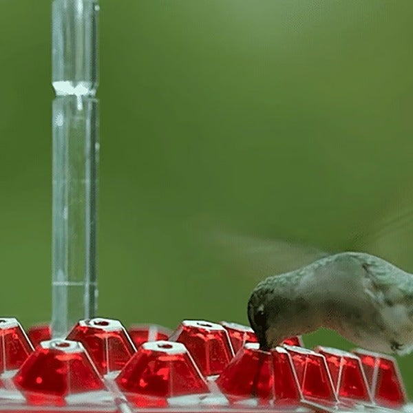 Velvaro Hummingbird Feeder Ant Moat