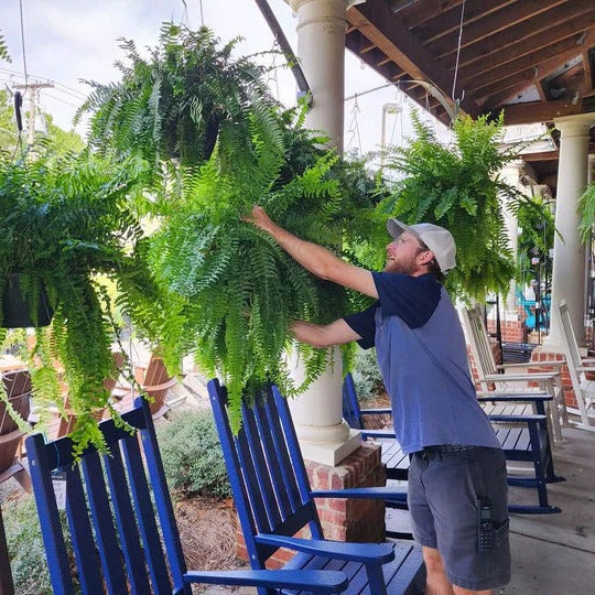 Velvaro UV-Resistant Artificial Boston Fern