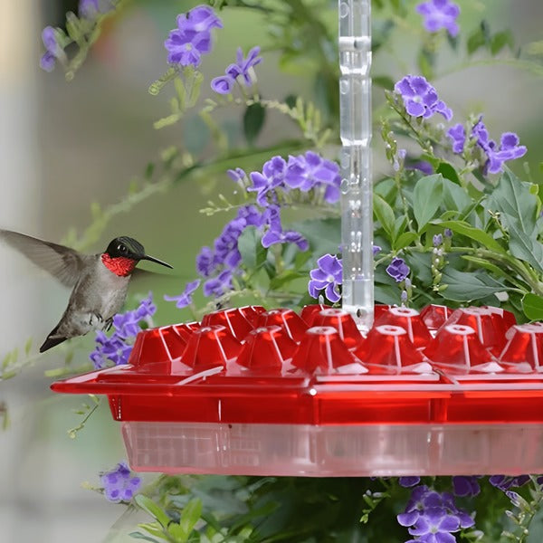 Velvaro Hummingbird Feeder Ant Moat