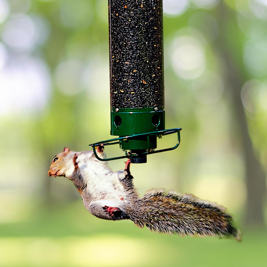 Velvaro Squirrel-Proof Bird Feeder