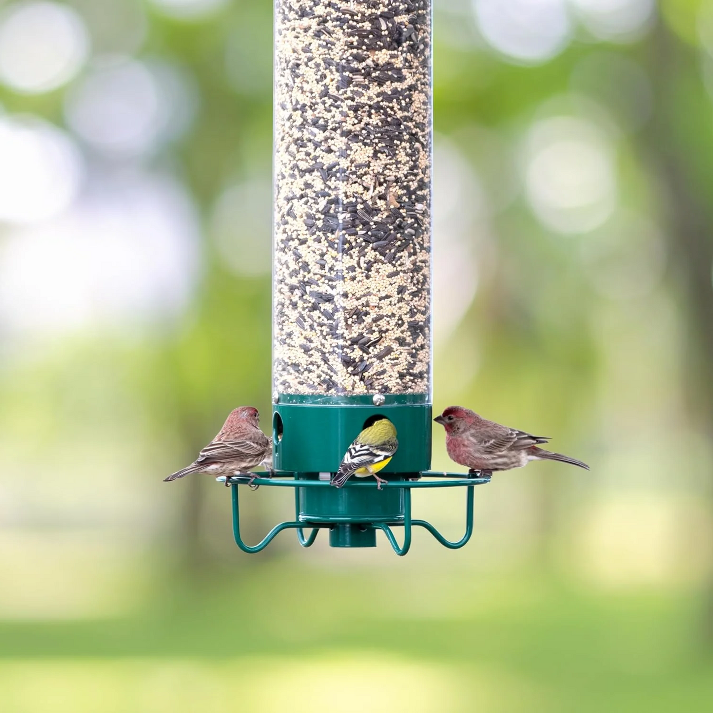Velvaro Squirrel-Proof Bird Feeder