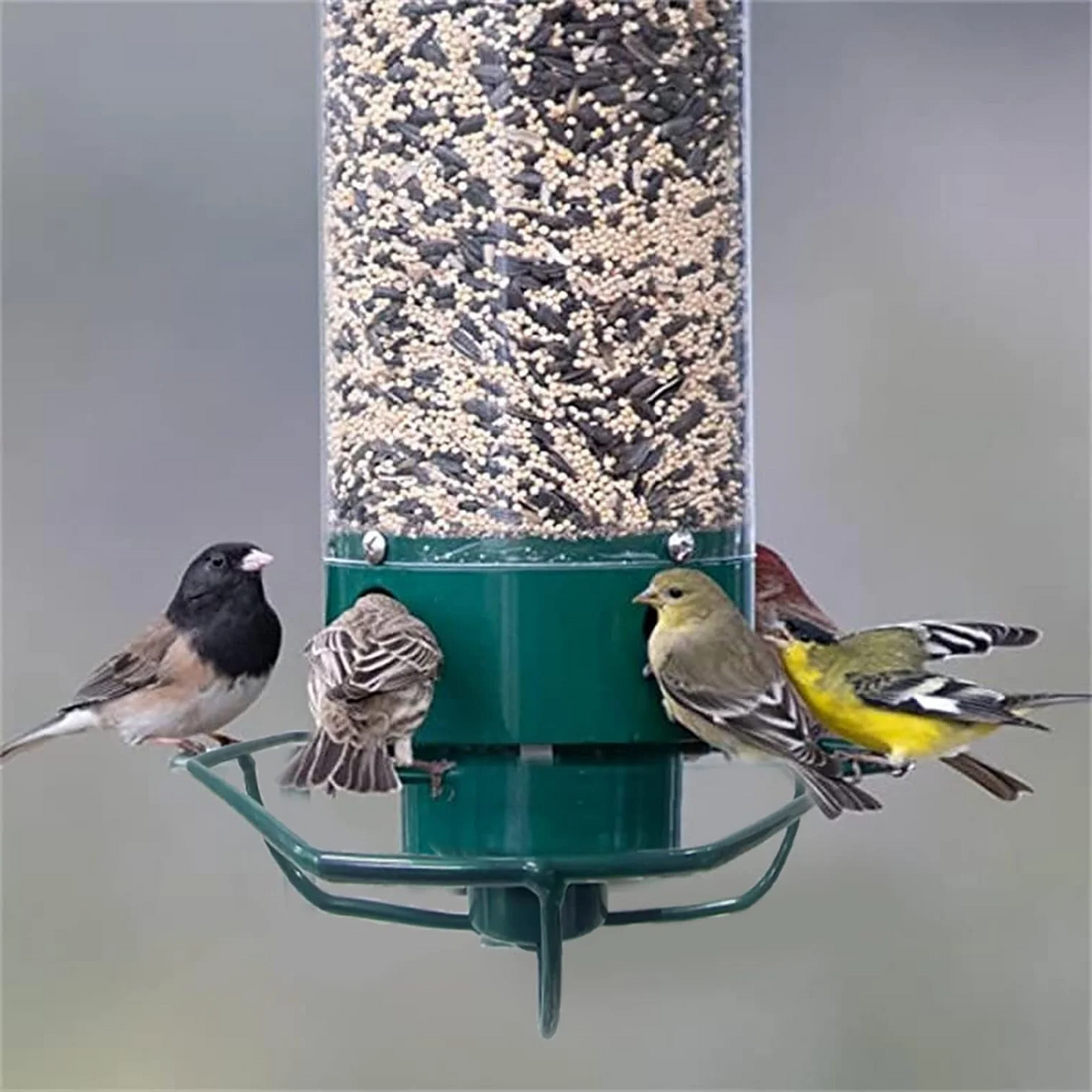 Velvaro Squirrel-Proof Bird Feeder